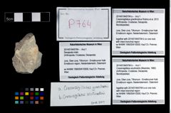 Foto (Objekt + Etikett) von Cracensigillatus acutirostris (Moericke, 1889)  (NHMW-GEO-2014-0194-0764b)